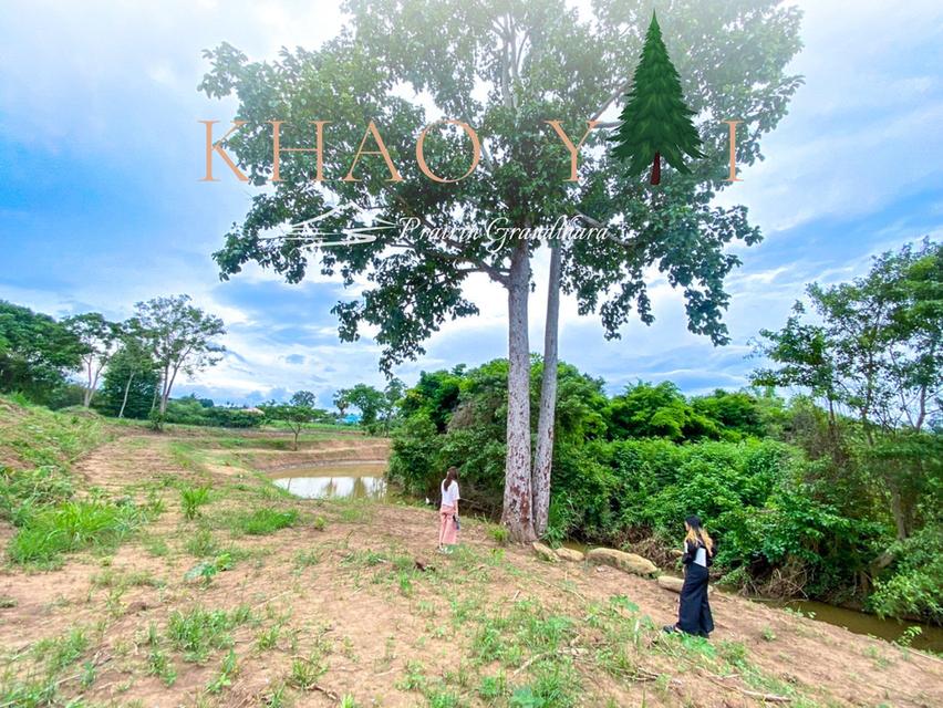 บรรยากาศเขาใหญ่ ปากช่อง #ติดลำธาร  เพียง 7,500/ตรว. ผ่อน12งวด #ฟรีดอกเบี้ย 14