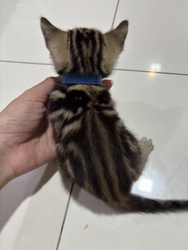 ลูกแมวพันธุ์ American Shorthair 3