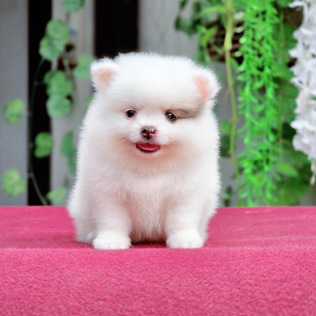 Pomeranian เพศผู้น้องซีม่อน 6