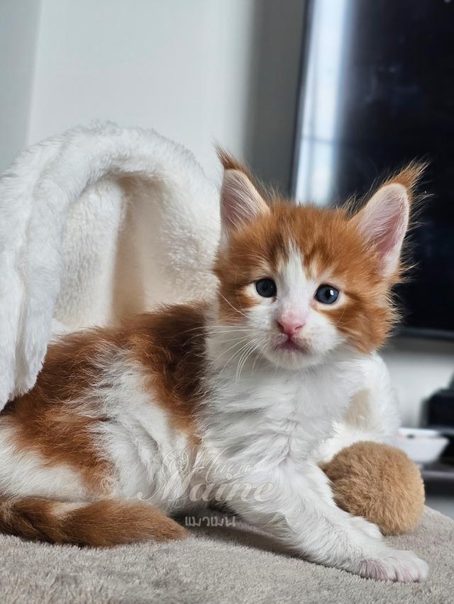 ลูกแมวเมนคูนแท้ เพศผู้ 3