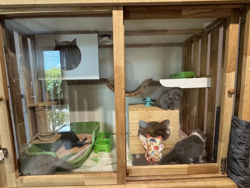 ลูกแมว British Shorthair ใบเพ็ด BCT รูปที่ 3