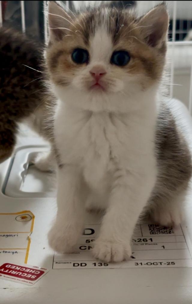 แมวบริติช ช็อตแฮร์ British shorthair  3