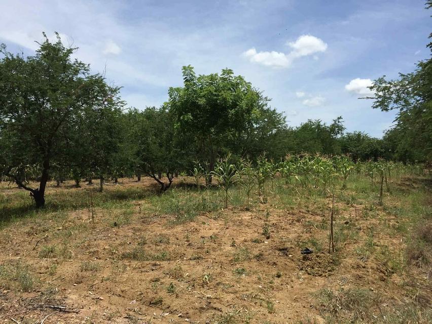 ขายที่ดิน ขายดินเมืองเพชรบุรณ์ ขายที่ดินอำเภอเมือง 3