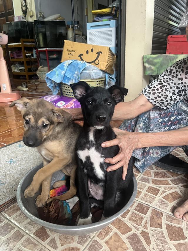 หาบ้านให้น้องหมาฟรีไม่มีค่าใช้จ่ายมีคนเอามาปล่อย รูปที่ 2