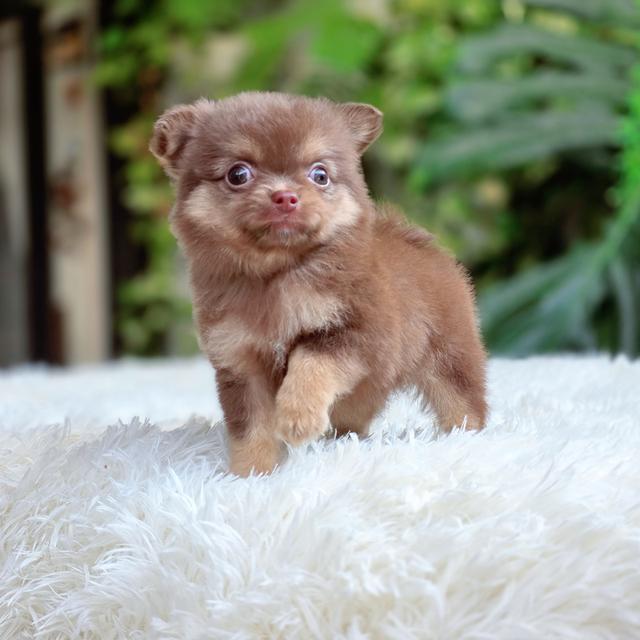 Chihuahuaสีช็อคเพศผู้ 2