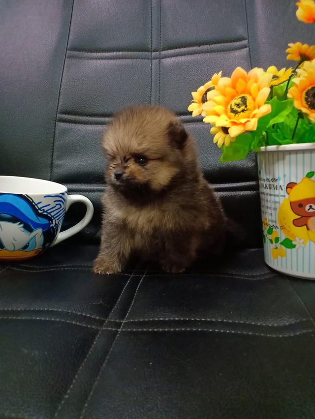 ลูก Pomeranian แบล็คแทน