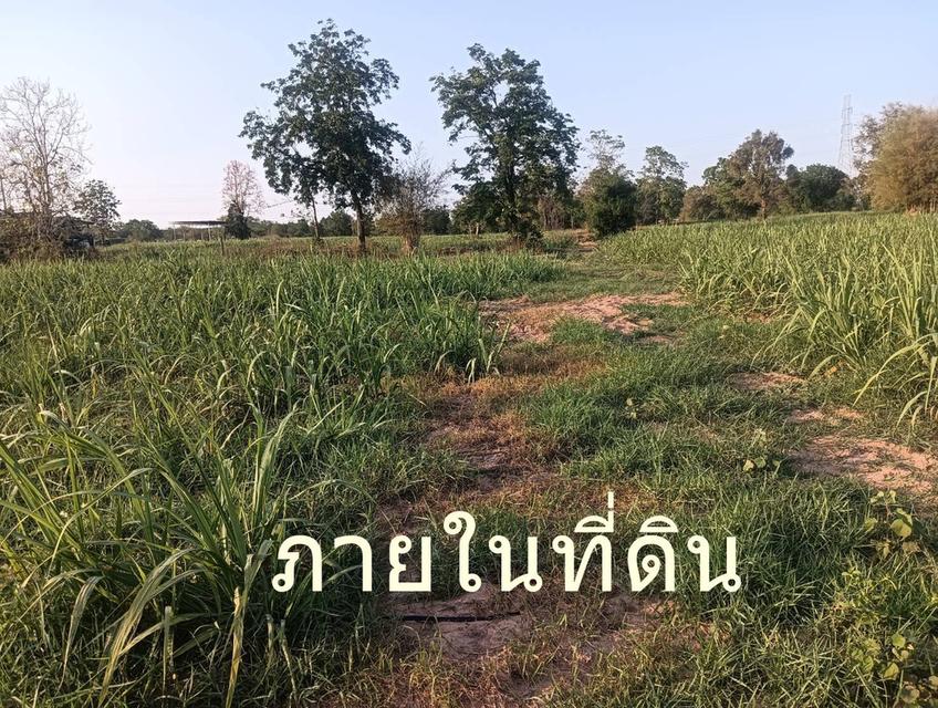 ขายที่ดิน 200 ตรว ต.กุดกว้าง อ.หนองเรือ ขอนแก่นห่างถนนใหญ่ 2 กม ขาย 1.5 แสน 8