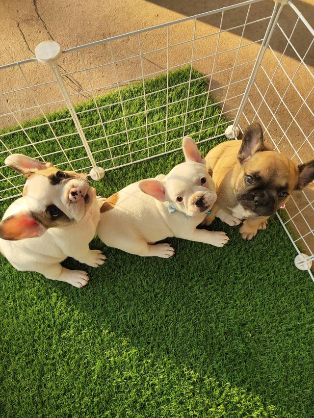 Frenchbulldog : สีฟอว์นหน้าดำ รูปย่อยที่ 2
