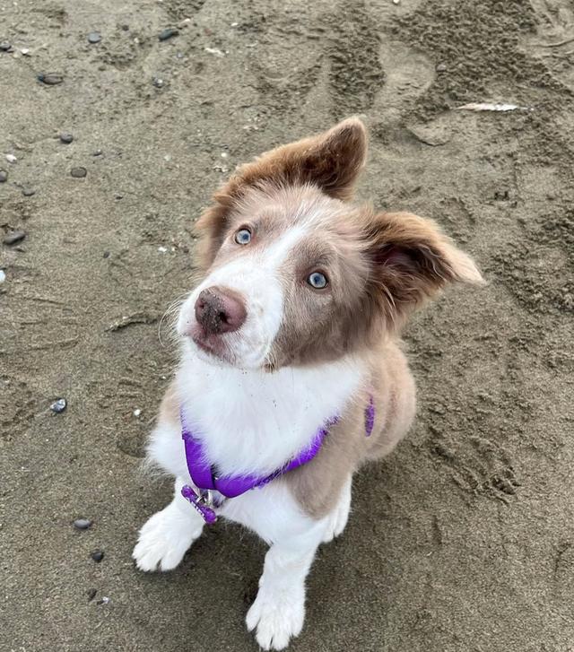 หาบ้านให้น้อง Border Collie พันธุ์แท้ 100%