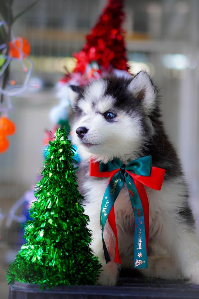 ฟาร์มไซบีเรียนฮัสกี้ Siberianhusky 7