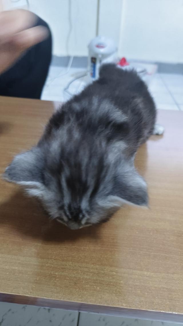 แมวเปอร์เซียแท้ พร้อมย้ายบ้าน ผู้ทั้ง2ตัวครับ 6