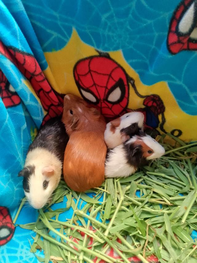 แก็สบี้...สัตเลี้ยงน่ารัก 2