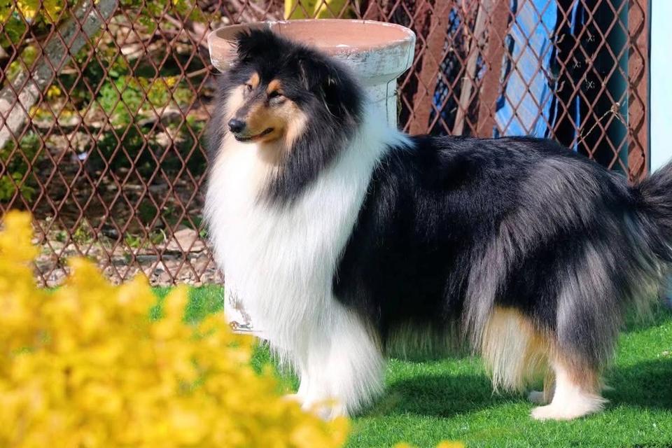 จำหน่ายน้อง Shetland Sheepdog  4