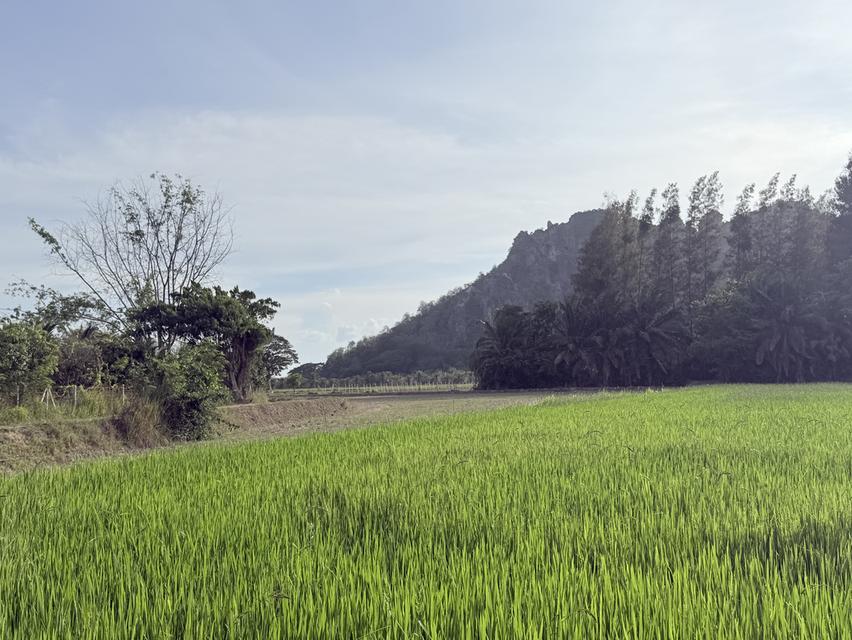 ที่ดินวิวเขาประจิว ใกล้เมือง ท่ายาง เพชรบุรี 3