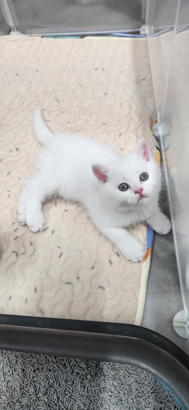 ดช.สก็อตติชหูตั้งค้าบบ