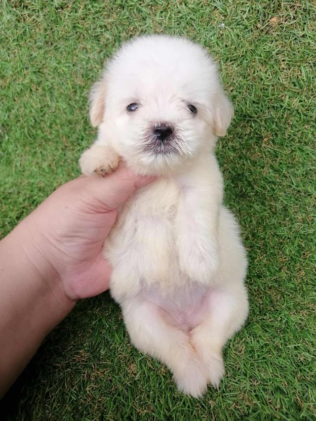 ดญ.กะทิ 3500  6