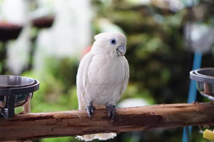 นกกระตั้วสีขาวสีสวย 4