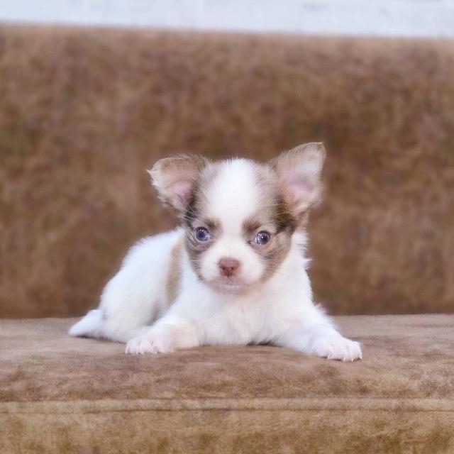 ชิวาวาแท้ขนยาว เพศชาย 7