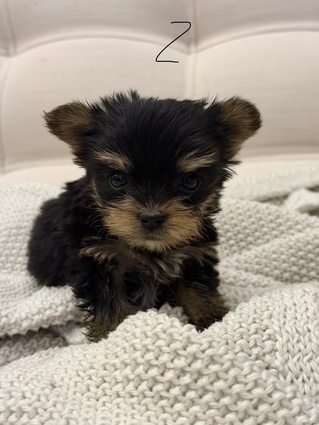 หมายอร์คเชียร์(Tcup) รูปที่ 4