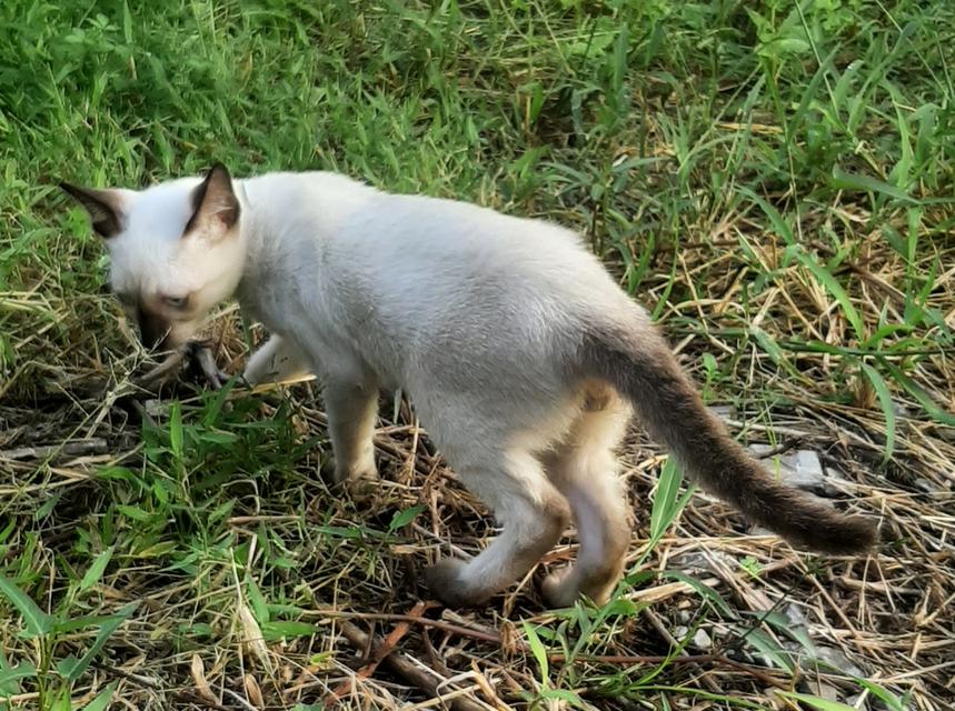 ลูกแมววิเชียรมาศ บ้านปุ้มปุ้ย