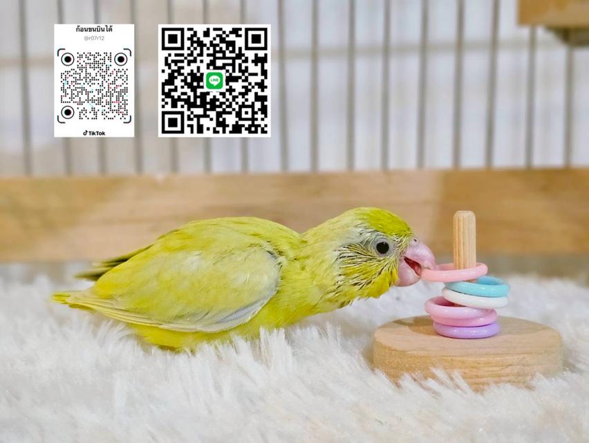 ฟอพัสสีอเมกันเยลโล่