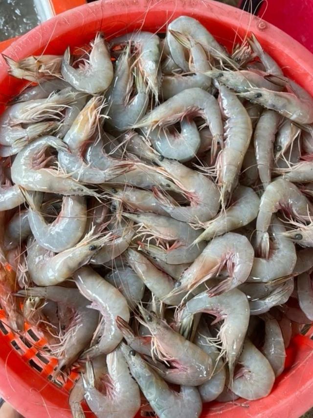 กุ้งอวนลอย กุ้งแชบ๊วย สดๆจากทะเล 2