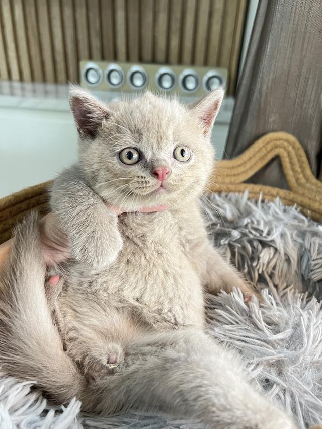 ลูกแมว บริติช ช็อตแฮร์ ใบเพ็ดนอกWCF(British Shorthair) 11