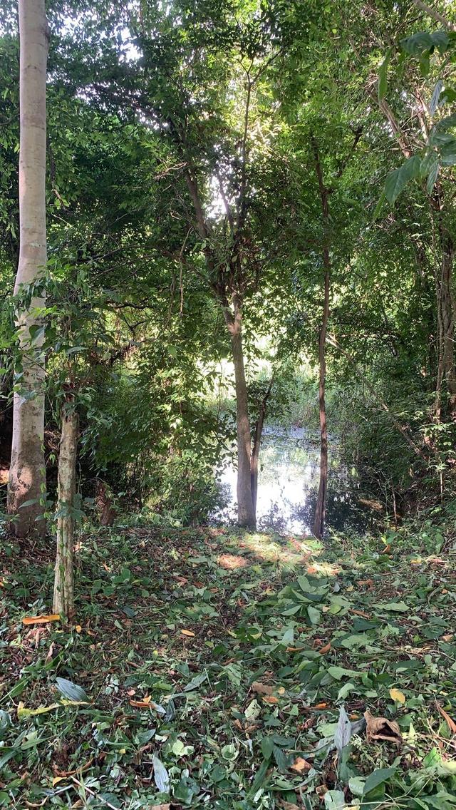 For Sale: Creekside Land in Baan Pong,  2