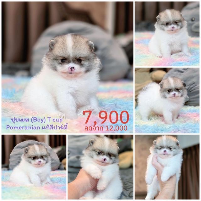 ปอมเมอเรเนียนแท้ เพศผู้ ทีคัพ