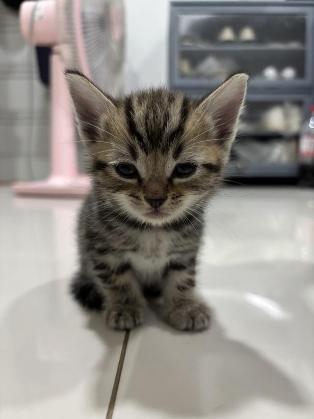 ลูกแมว American Shorthair 7