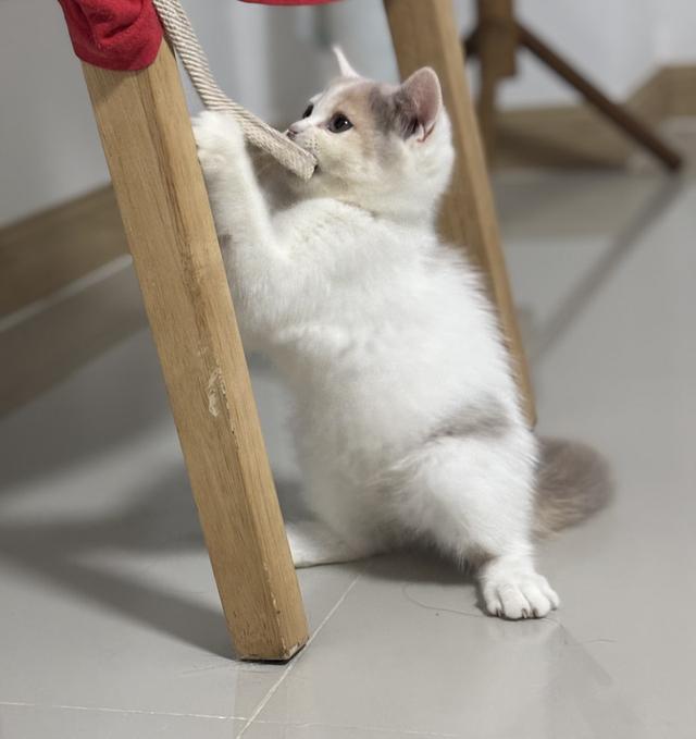 แมว British shorthair  7