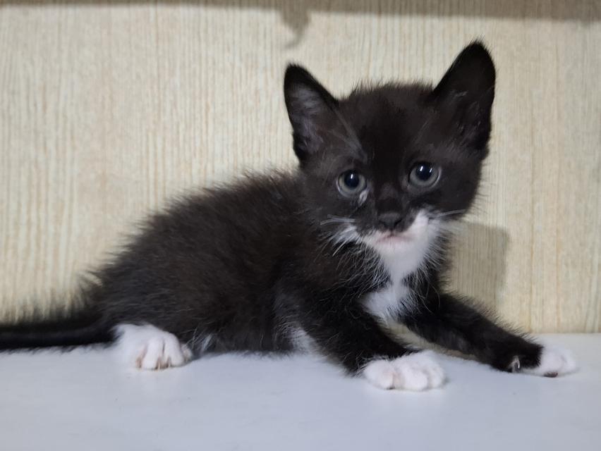 ลูกแมวครึ่งเปอร์เซีย+บริติช รูปที่ 9