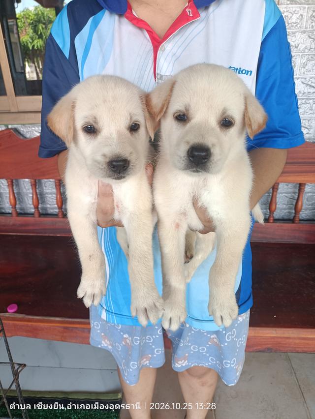 ลาบาดอร์ผสมบางแก้ว.. รูปย่อยที่ 2