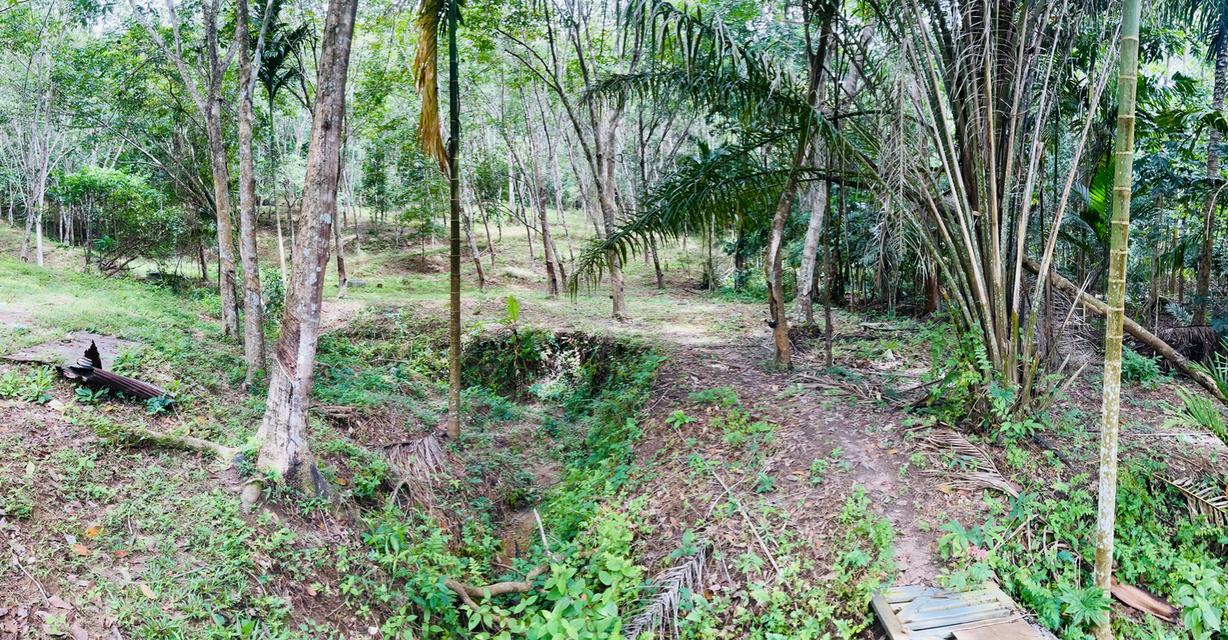 ขายสวนยาง 8 ไร่ 2 งาน70 ตารางวา คลองหรัง 4