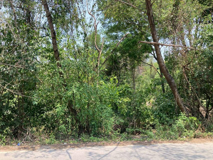 ที่ดินสวยทำเลท่องเที่ยว ให้เช่า/ขาย - พระพุทธฉาย เมืองสระบุรี 3