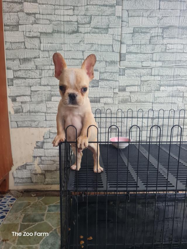 ลูก  Exotic Bully  7