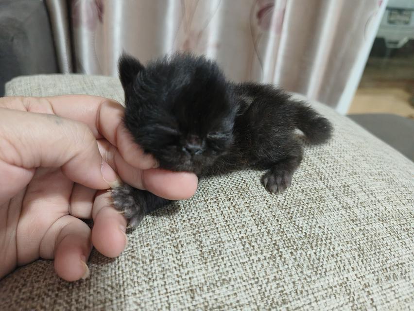 ลูกแมวเปอร์เซีย 5