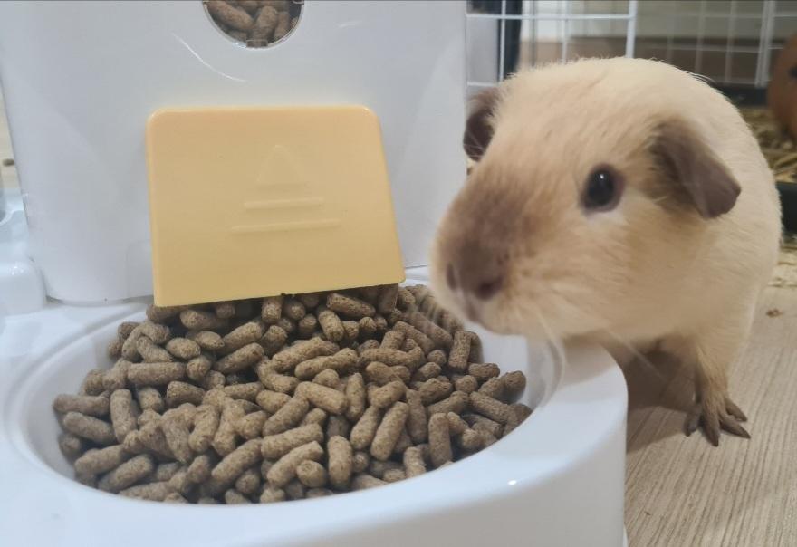 หนูแกสบี้ อเมริกันช็อตแฮร์ American Short-haired Guinea pig 3