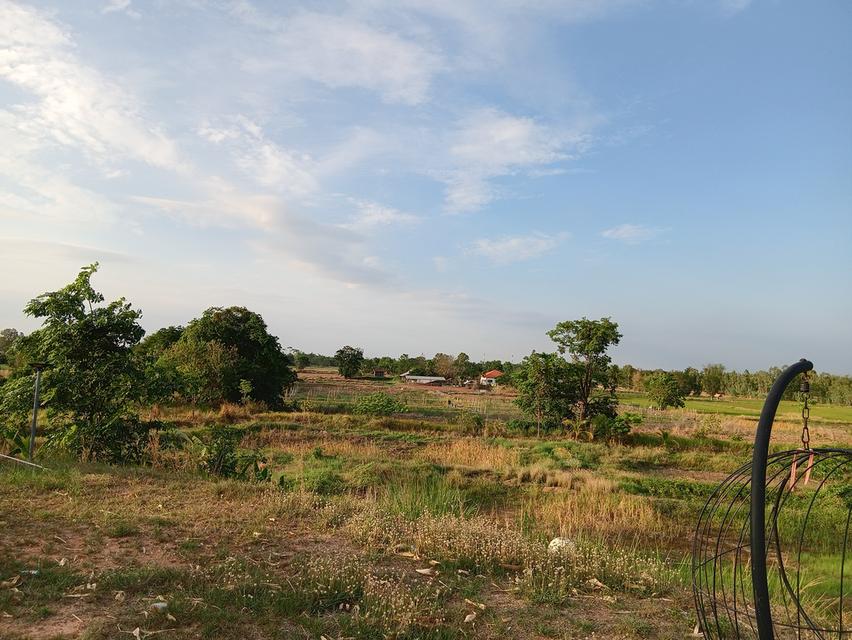 ขายด่วนที่ดินเปล่า21ไร่ ราคา3.9ล้าน ทำเลดีสวยบรรยากาศดีเหมาะทำฟาร์มรีสอร์ท อ.บ้านแท่น จ.ชัยภูมิ สนใจ0844255956 13