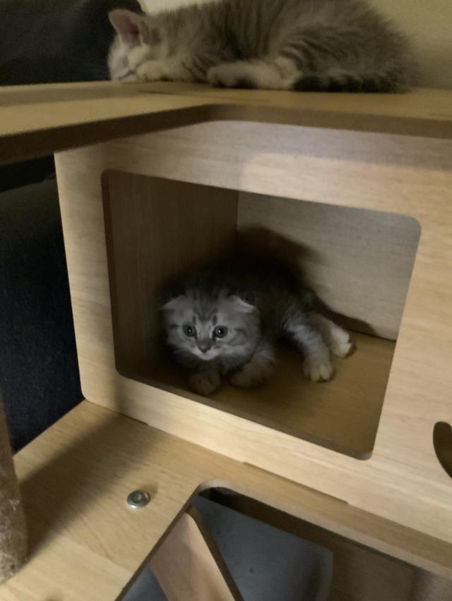 น้องแมวสกอตติชแท้ เจ้าของเลี้ยงเอง หาบ้านให้น้อง ขอค่าเทอมนิดเดียว รูปที่ 7