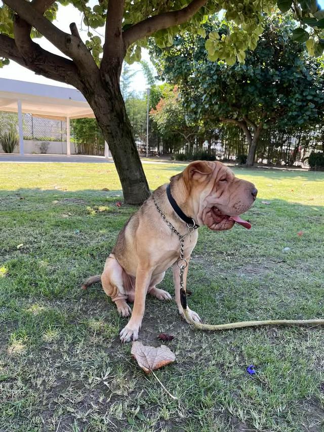 ขาย Shar Pei ขี้เล่น