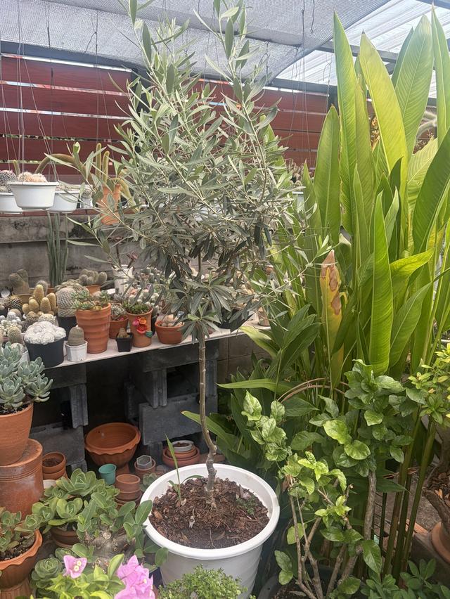 มะกอกโอลีฟสายพันธยุโรป 3