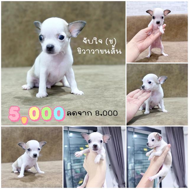 ชิวาวาพันธุ์แท้ไซส์ทีคัพ รูปที่ 3