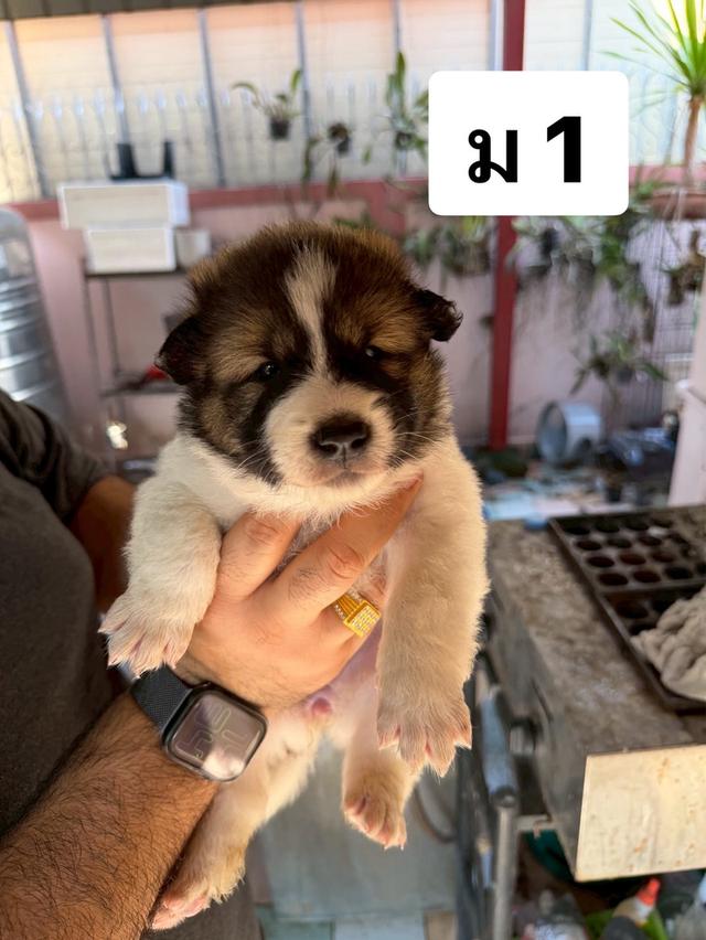 บางแก้วแท้ พ่อแม่สายประกวด เชื้อดี รู้ความสุดๆ #พร้อมใบเพ็ดชมรมบางแก้วประเทศไทย TBC สนใจทักได้ครับ 8