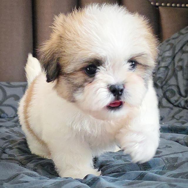 ชิสุแท้เกรดสวยพร้อมจุ๊บ