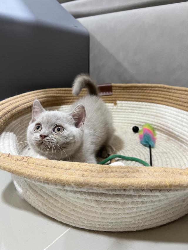 British Shorthair บริติช ช็อตแฮร์ สายพันธุ์แท้ WCF