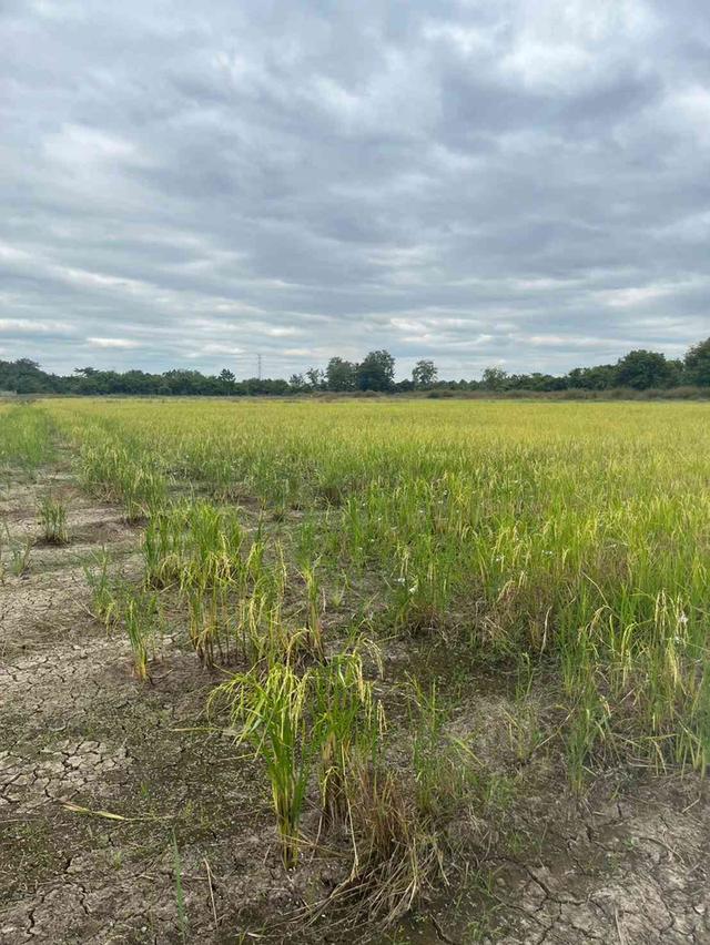 ขายที่ดิน 15 ไร่ ทำเลดี ติดกองบิน 4 ตาคลี เข้า ออกสะดวก น้ำไม่ท่วม 7