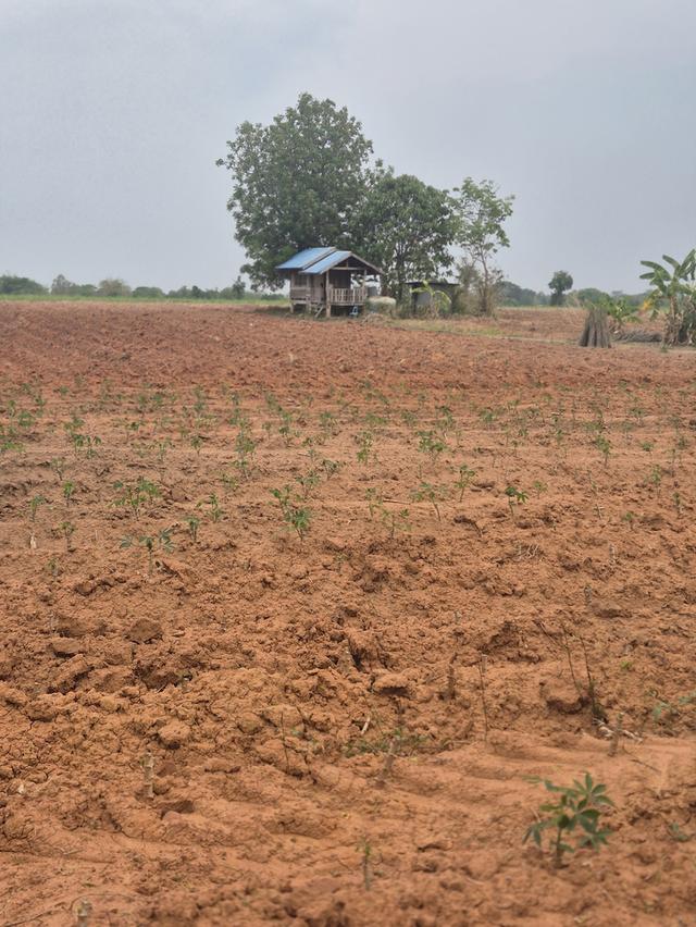 ขายที่ดิน 83 ไร่ ไร่ละ150,000 บาทต.พังเทียม อ.พระทองคำ จ.นครราชสีมา ที่ดินแปลงใหญ่ ทำเลดี เหมาะทำเกษตร รีสอร์ต หรือเก็งกำไรในอนาคต ✅ สามารถแบ่งขายได้ 12