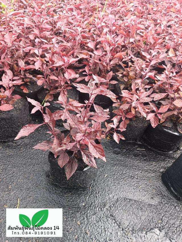 แดงชาลี ต้นแดงชาลี 4