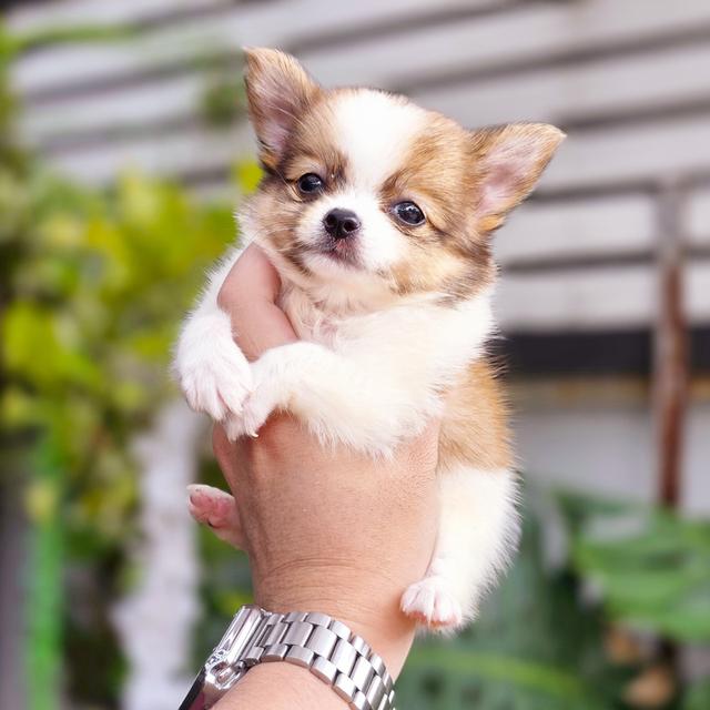 น้องเตตัสChihuahuaขนยาวหนุ่มหล่อไซส์เล็กน่ารักมาก 2